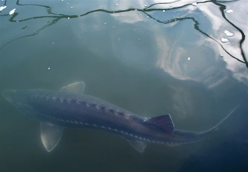 اخبار استان گلستان , دریای خزر ,