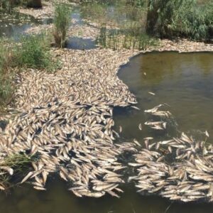 هورالعظیم در آستانه فاجعه زیست‌محیطی/ تالابی که از زنده به خشک تبدیل شد