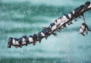 هواشناسی ایران1404/9/22؛بارش برف و باران در 16 استان/ هشدار کاهش محسوس دما