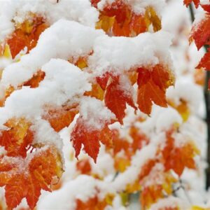 هواشناسی ایران1404/9/16؛برف و باران در 23 استان/هشدار نارنجی برای 17 استان