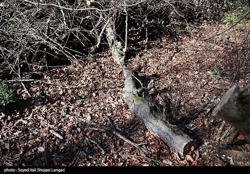 اخبار استان مازندران , اخبار ساری , 