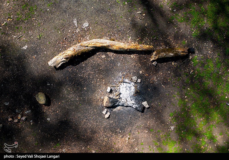 اخبار استان مازندران , جنگل های هیرکانی , 