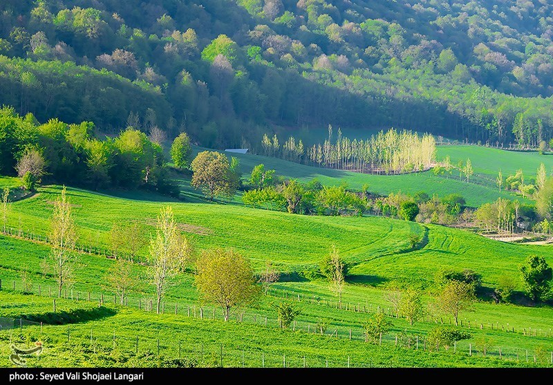 اخبار استان مازندران , جنگل های هیرکانی , 