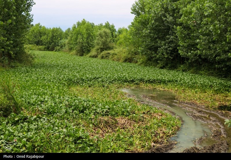 اخبار استان مازندران , اخبار ساری , نظام مسائل استان مازندران , نظام مسائل استان , 