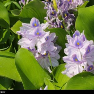 تاخت‌وتاز “شیطان بنفش” در شمال ایران/ بحران زیست‌محیطی تمام‌عیار “سنبل آبی” در تالاب‌ها