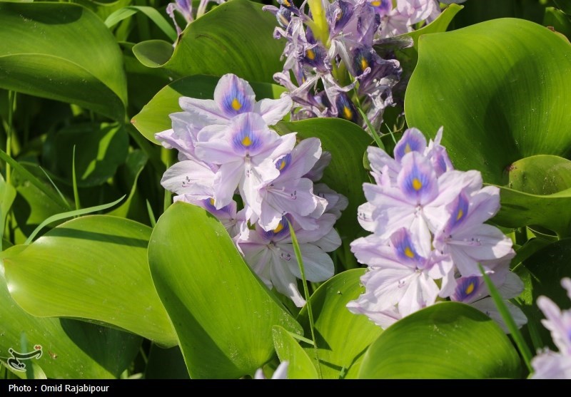 تاخت‌وتاز "شیطان بنفش" در شمال ایران/ بحران زیست‌محیطی تمام‌عیار "سنبل آبی" در تالاب‌ها