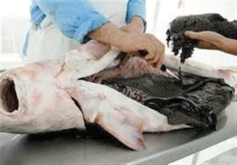 چه بلایی بر سر خاویار ایران آمد؟/ فروش 1.2 میلیونی اوزون برون در بازار سیاه!
