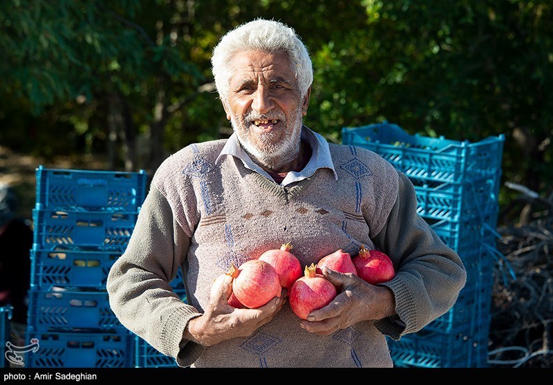 اخبار استان مازندران , اخبار ساری , کشاورزی , 