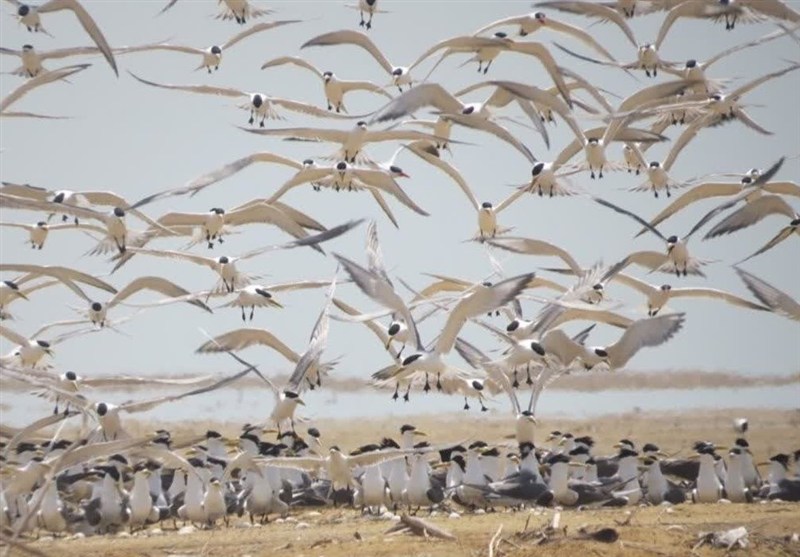 مهمانان زمستانه ایران از راه رسیدند/ کوچ هزاران بال از سیبری/ گذران زمستان ‌در تالابهای شمال