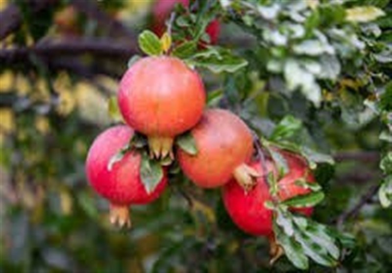 آخرین روزهای پاییزی در شمال ‌ایران با طعم انار/ روایت زندگی در انارستان‌های مازندران