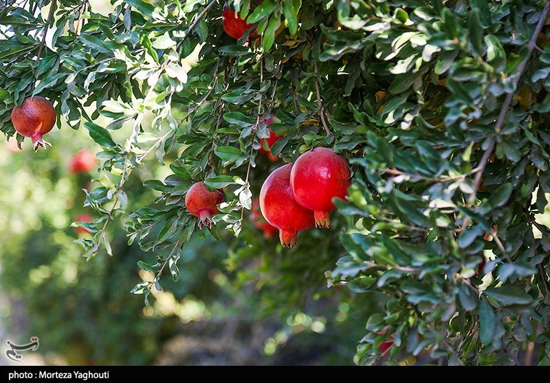 اخبار استان مازندران , اخبار ساری , کشاورزی , 