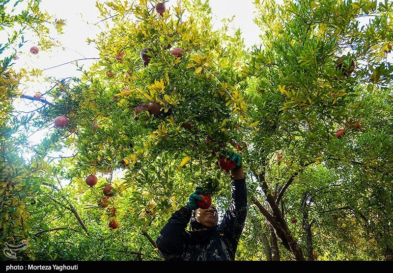 اخبار استان مازندران , اخبار ساری , کشاورزی , 