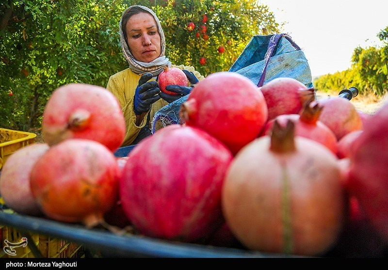 اخبار استان مازندران , اخبار ساری , کشاورزی , 