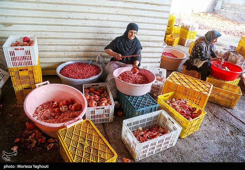 اخبار استان مازندران , اخبار ساری , کشاورزی , 