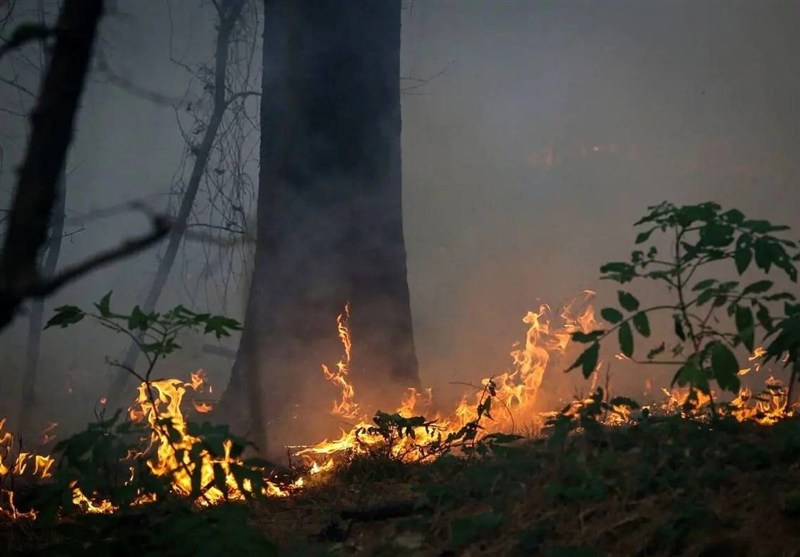 جنگل‌ها زیر فشار کم‌آبی و سوء‌مدیریت / عامل 90 درصد آتش‌سوزی‌ها انسانی است