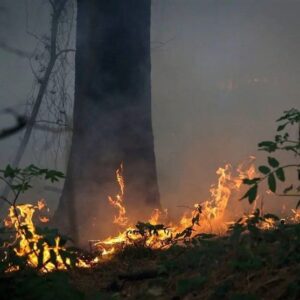 جنگل‌ها زیر فشار کم‌آبی و سوء‌مدیریت / عامل 90 درصد آتش‌سوزی‌ها انسانی است
