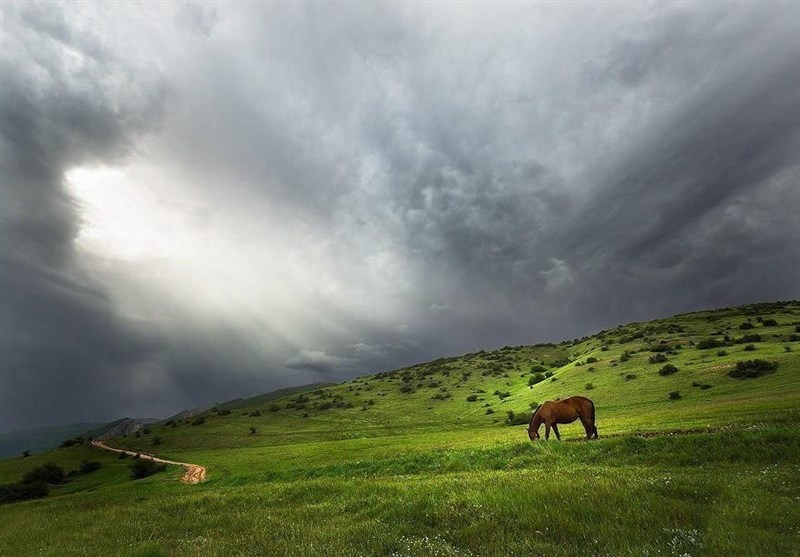 اخبار استان گلستان , نظام مسائل استان گلستان , طبیعت , جنگل های هیرکانی ,