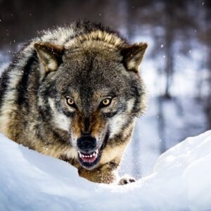 حمله گرگ به یک روستا در شرق افغانستان ۷ مصدوم برجای گذاشت