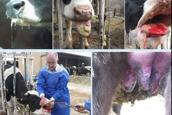 استفاده از فناوری هوش مصنوعی در کنترل بیماری تب برفکی