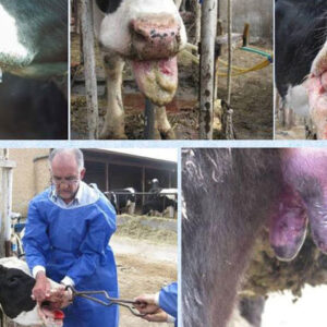 استفاده از فناوری هوش مصنوعی در کنترل بیماری تب برفکی