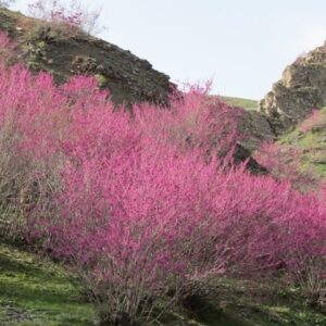 بازدید استاندار ایلام از طرح های گردشگری استان