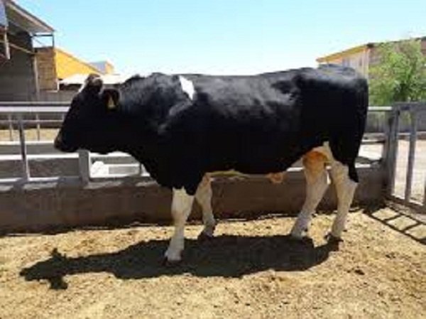 کشف ۱۶ رأس گوساله قاچاق در عملیات پلیس اسلام‌آبادغرب