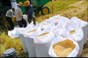 کشف محموله شلتوک های قاچاق در ایذه