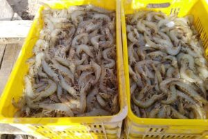 ۲۵۰۰ تن میگوی پرورشی در خوزستان برداشت شد