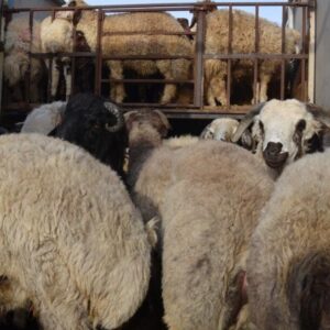 کشف یک هزار راس گوسفند فاقد مجوز و دستگیری ۱۰ نفر قاچاقچی در فارس