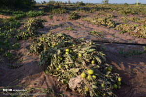 خسارت بارندگی به کشاورزان و صیفی کاران بخش سورک