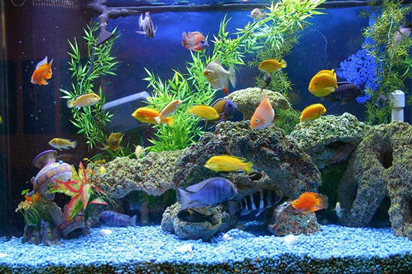 آذربایجان غربی قطب شیلات و آبزیان کشور؛۲۱ هزارتن آبزی تولید می شود