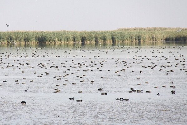 سلیمانی: تالاب کانی‌برازان در پی بارندگی‌های اخیر دوباره آبگیری شد