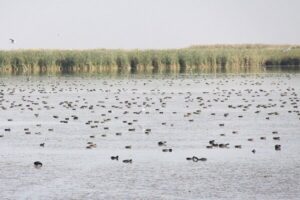 سلیمانی: تالاب کانی‌برازان در پی بارندگی‌های اخیر دوباره آبگیری شد