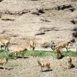 کشاورز خیر برای حیات‌وحش موته علوفه اهدا کرد