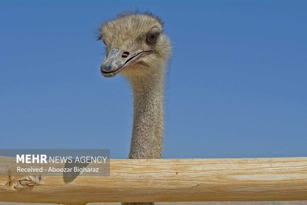 پرورش شترمرغ در زابل