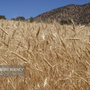۷۰ درصد اراضی گندم خوزستان زیر کشت رفت