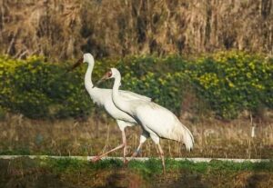 پاییز به آخر رسید و درنا نیامد؛ امید در کجا پَر می‌کشد؟