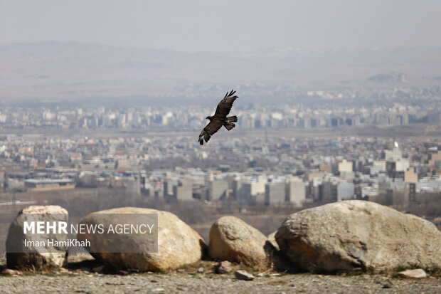 نجات پرنده شکاری از دست یک شکارچی در ایست و بازرسی پارسیان