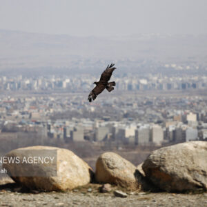 نجات پرنده شکاری از دست یک شکارچی در ایست و بازرسی پارسیان