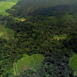 چین آن‌قدر درخت کاشته که نقشه توزیع آب کشور دگرگون شده است