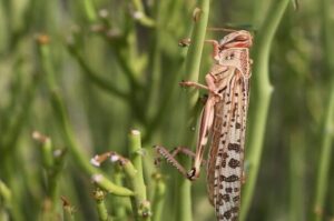 هرمزگان آماده مقابله با هجوم ملخ های صحرایی است