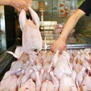 اصغری: تولید گوشت مرغ در آذربایجان‌غربی در وضعیت مطلوب قرار دارد