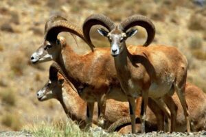 محیط زیست اصفهان: حیات وحش از تب برفکی مصون مانده است