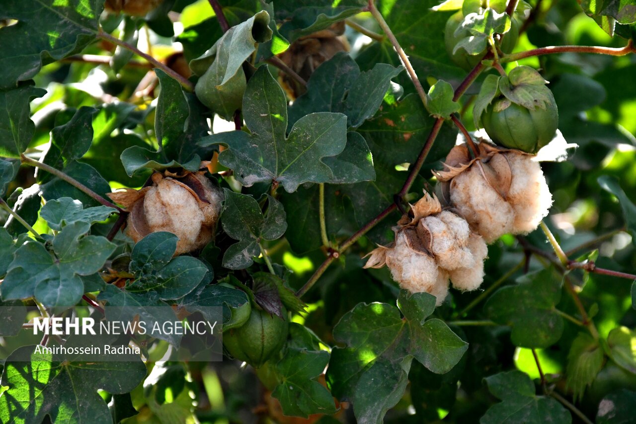 راز پنبه قهوهای خوسف؛ میراث ۵۰۰ ساله در دور باطل نخ ریسی گرفتار شد