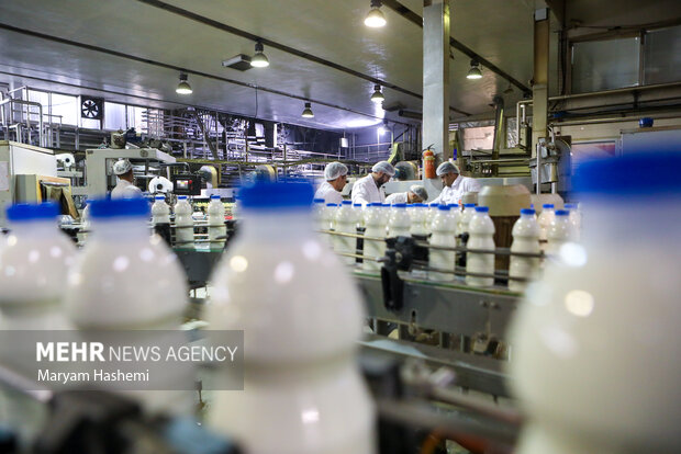 کمبود مقطعی شیر خام با مدیریت صادرات و تأمین نهاده‌ها در حال رفع است