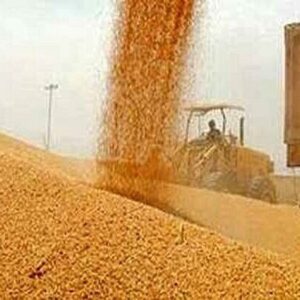 زمانی:  ۳ هزار تن گندم خارجی به استان زنجان تخصیص یافت