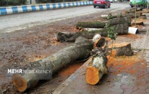 عاملان قطع غیر مجاز درختان چنار در خمینی شهر دستگیر شدند
