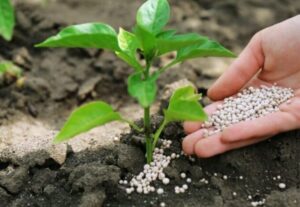 تأمین پایدار کود کشاورزی در گلستان