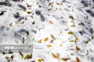 تصاویری از برف پاییزی در شهرستان درگز