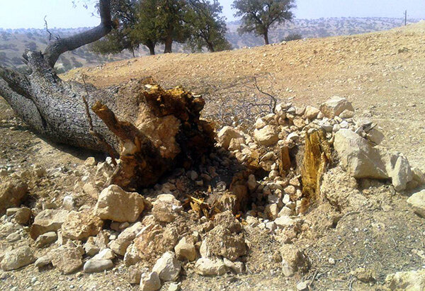 برخورد قاطع قضایی با قطع‌کنندگان غیرمجاز درختان در بندپی بابل